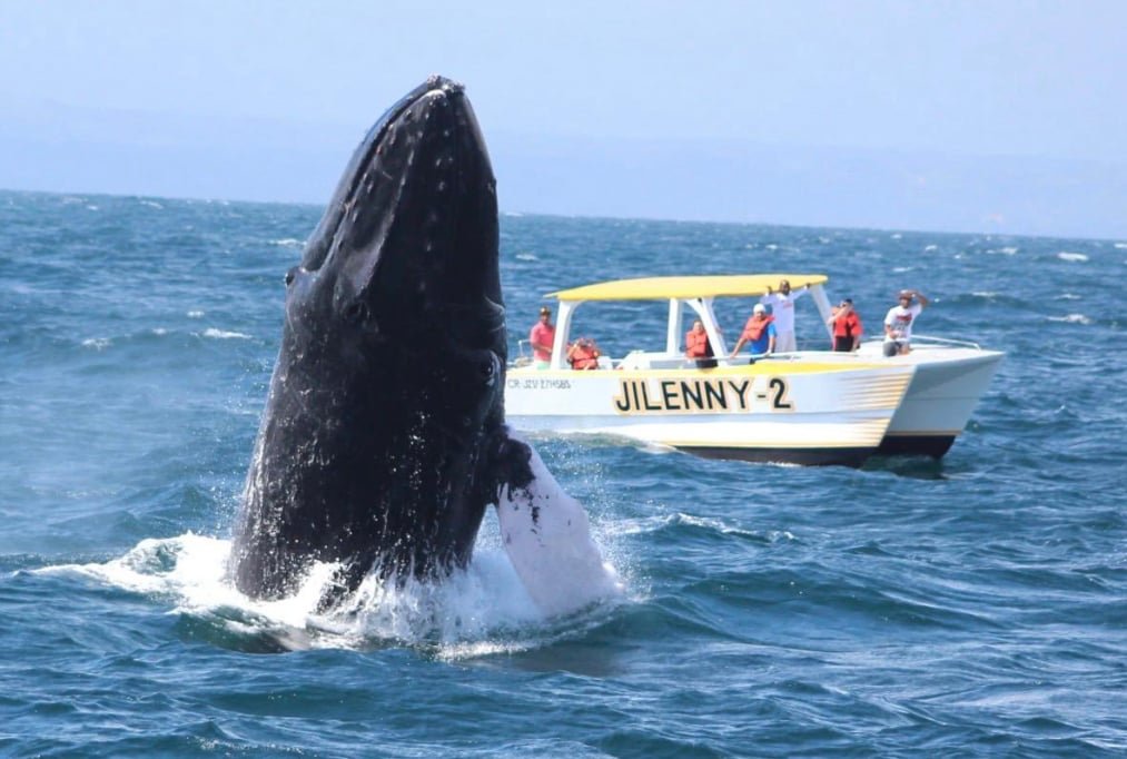 Samana Whale Watching Tours - Humpback Whales in Samana Bay Dominican Republic.